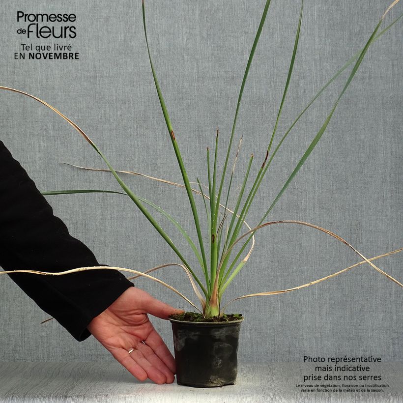 Example of Dasylirion cedrosanum - Rauhschopf Topf 12 cm / 13 cm as you get in automne