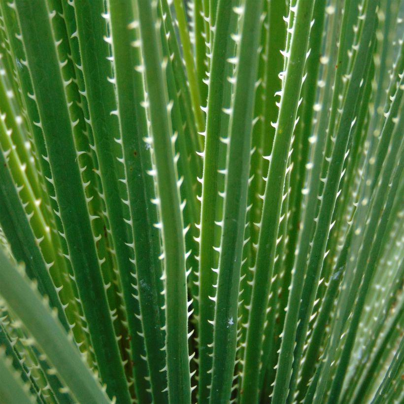 Dasylirion glaucophyllum - Rauhschopf (Foliage)