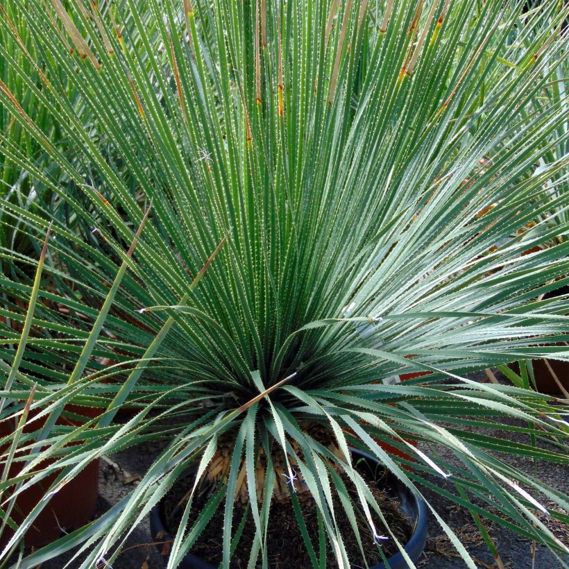 Dasylirion glaucophyllum - Rauhschopf (Plant habit)