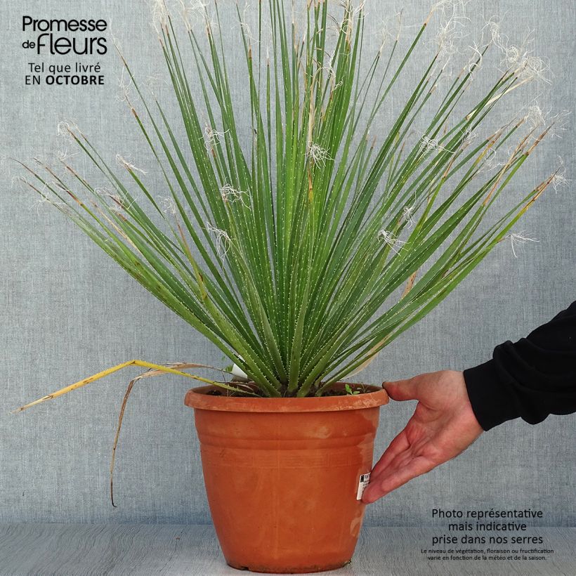 Example of Dasylirion glaucophyllum - Rauhschopf Topf mit 7,5L/10L as you get in automne