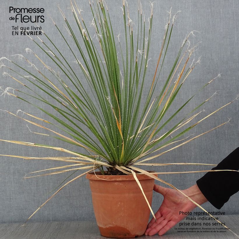 Exemplar von Dasylirion glaucophyllum - Rauhschopf Topf mit 7,5L/10L wie im Winter geliefert