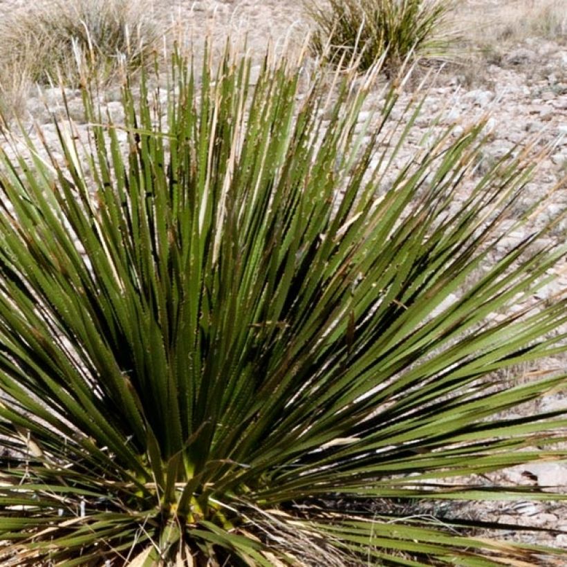 Dasylirion leiophyllum - Rauhschopf (Foliage)