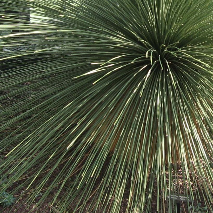 Dasylirion longissimum - Rauhschopf (Foliage)