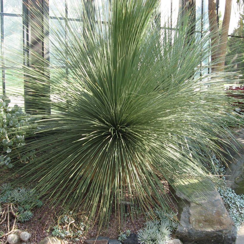 Dasylirion longissimum - Rauhschopf (Plant habit)