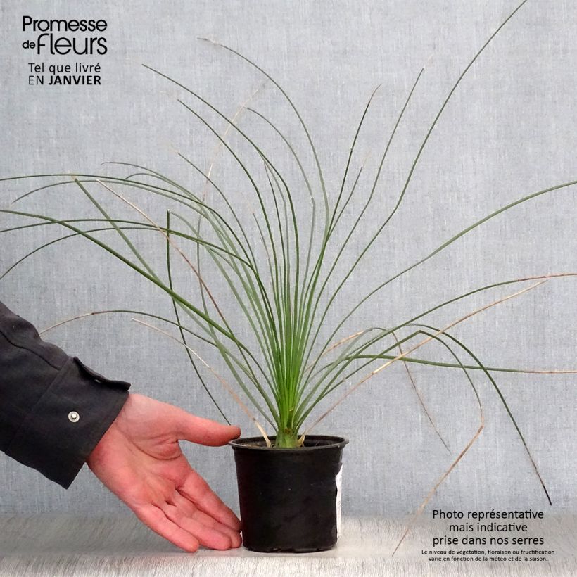 Exemplar von Dasylirion longissimum - Rauhschopf Topf 12 cm / 13 cm wie im Winter geliefert