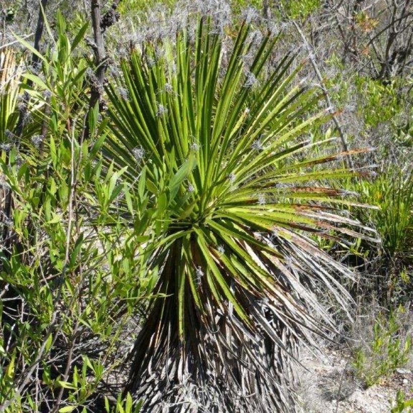 Dasylirion lucidum - Rauhschopf (Plant habit)