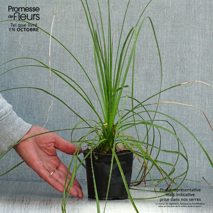 Example of Dasylirion lucidum - Rauhschopf Topf 12 cm / 13 cm as you get in automne