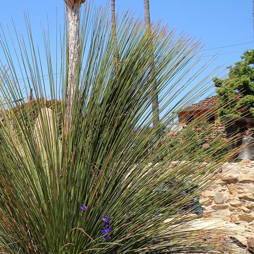 Dasylirion quadrangulatum - Rauhschopf (Foliage)
