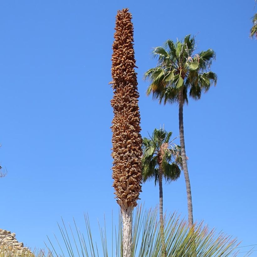 Dasylirion quadrangulatum - Rauhschopf (Flowering)