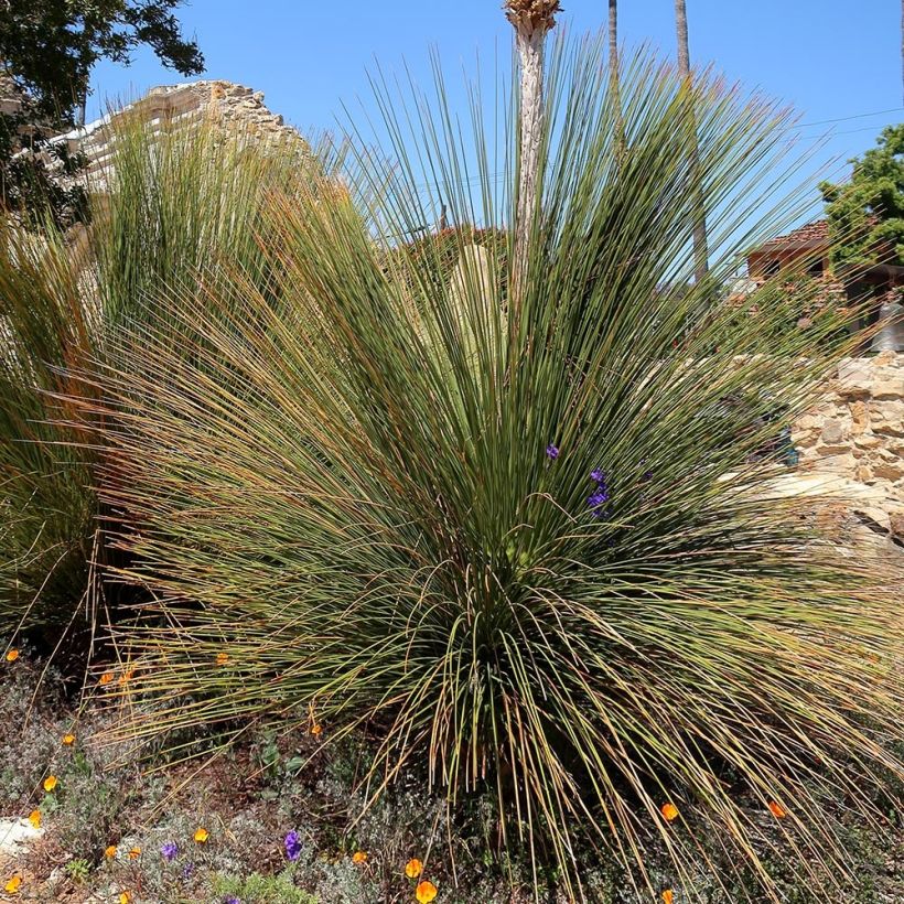 Dasylirion quadrangulatum - Rauhschopf (Plant habit)