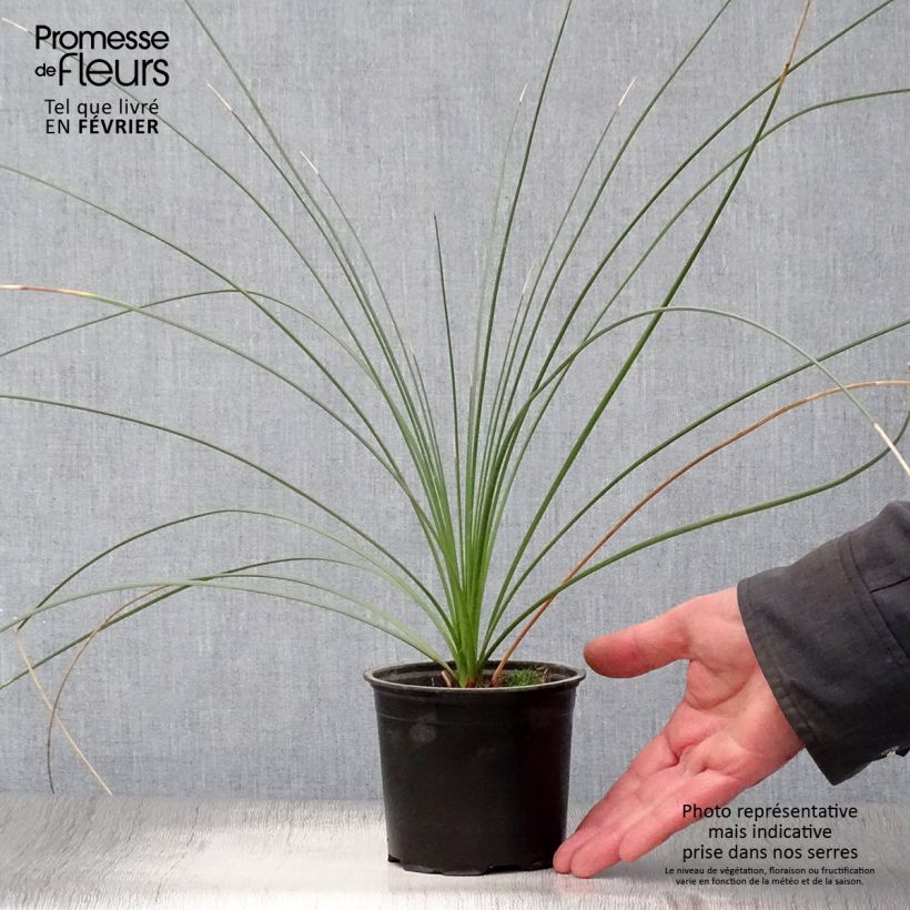 Exemplar von Dasylirion quadrangulatum - Rauhschopf Topf 12 cm / 13 cm wie im Winter geliefert