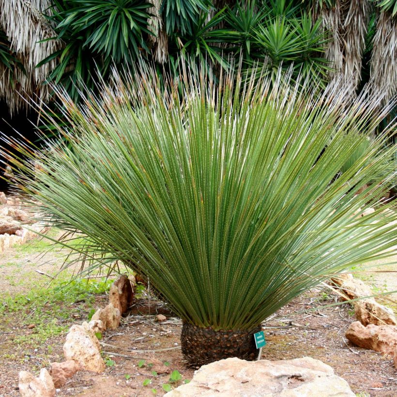 Dasylirion serratifolium - Rauhschopf (Plant habit)