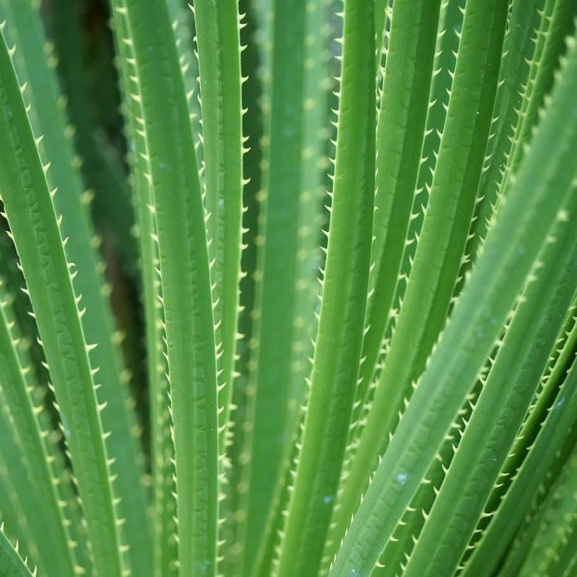 Dasylirion texanum - Rauhschopf (Foliage)