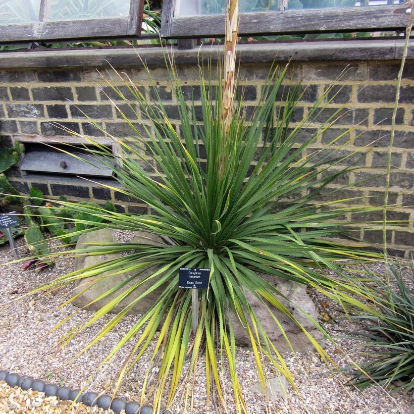Dasylirion texanum - Rauhschopf (Plant habit)
