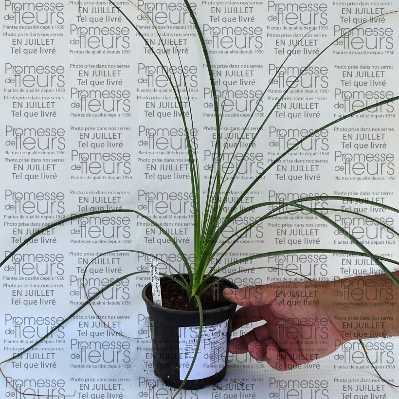 Example of Dasylirion texanum - Rauhschopf Topf 12 cm / 13 cm as you get in ete