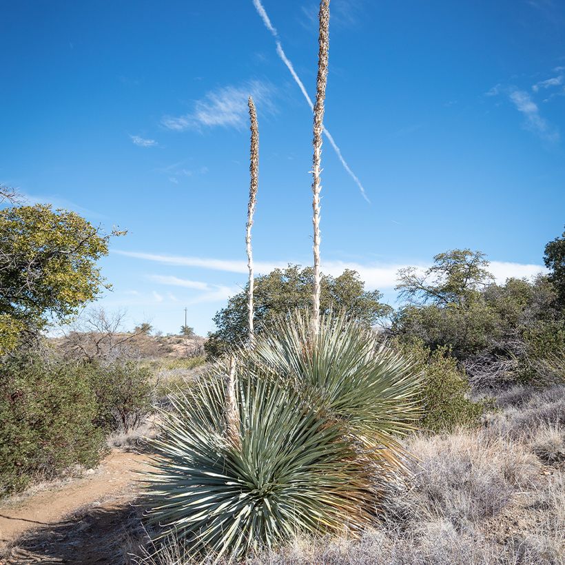 Dasylirion wheeleri - Rauhschopf (Plant habit)