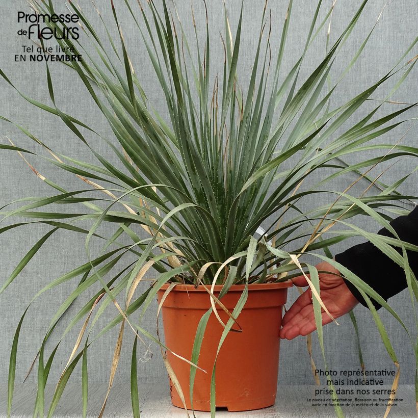 Example of Dasylirion wheeleri - Rauhschopf Topf mit 7,5L/10L as you get in automne