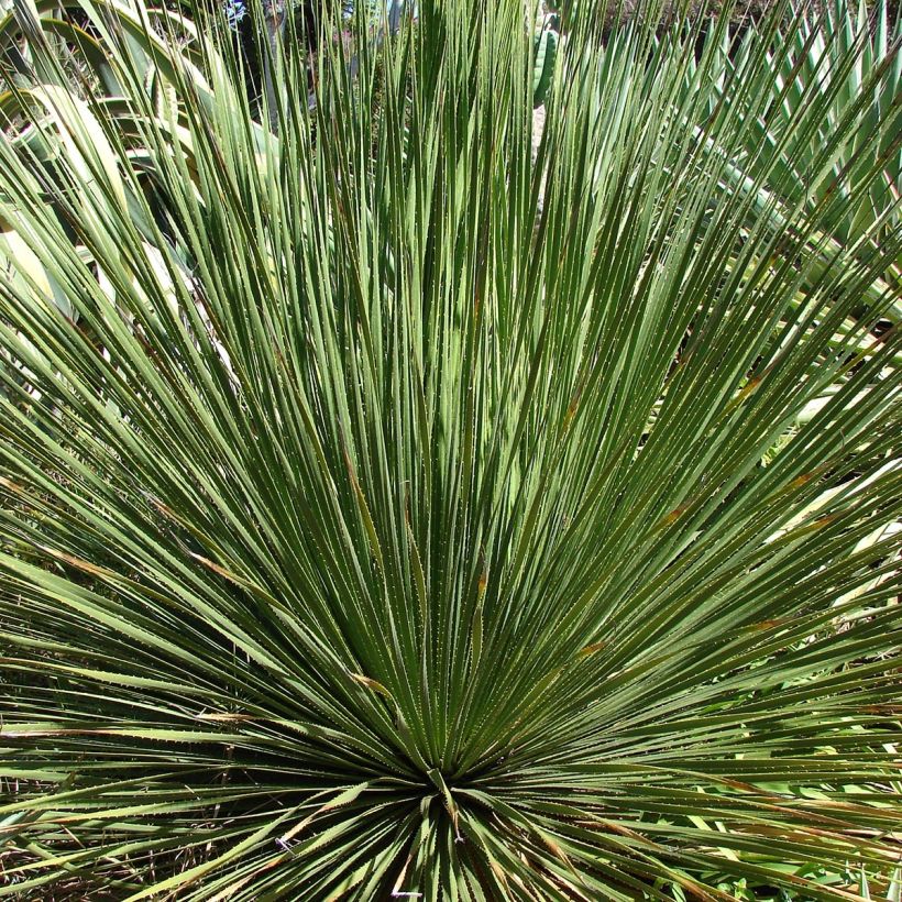 Dasylirion wheeleri - Rauhschopf (Foliage)