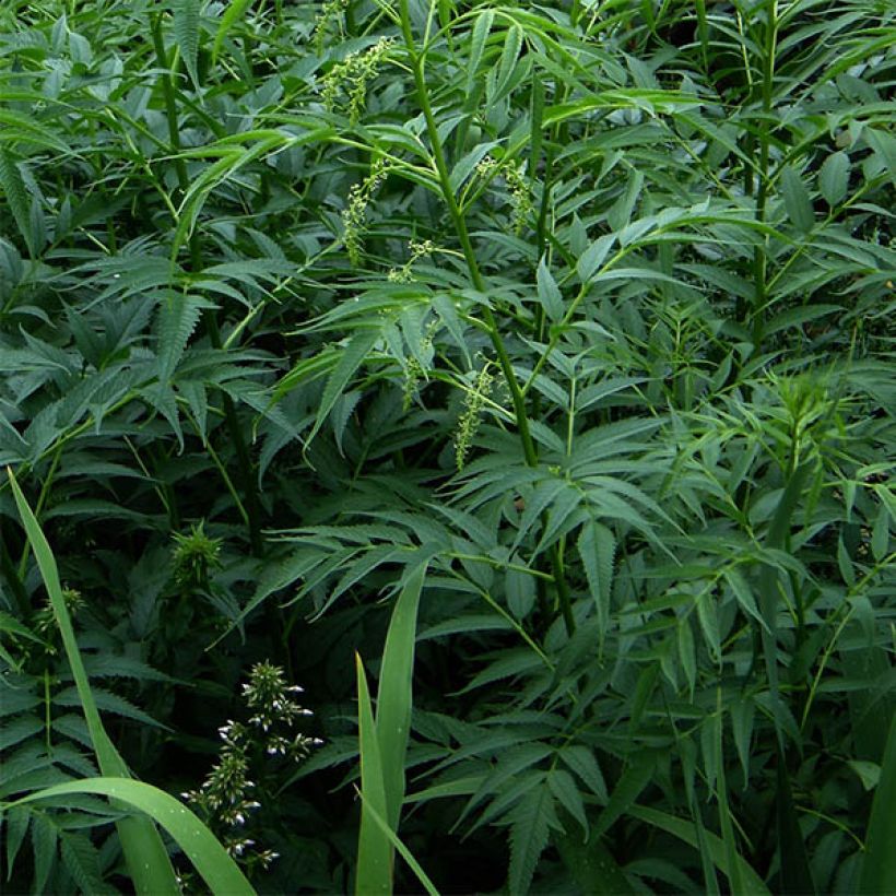 Datisca cannabina - Scheinhanf (Foliage)