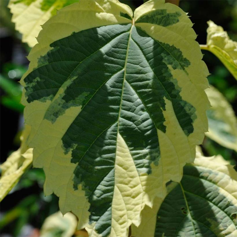 Davidia involucrata Lady Sunshine - Taschentuchbaum (Foliage)