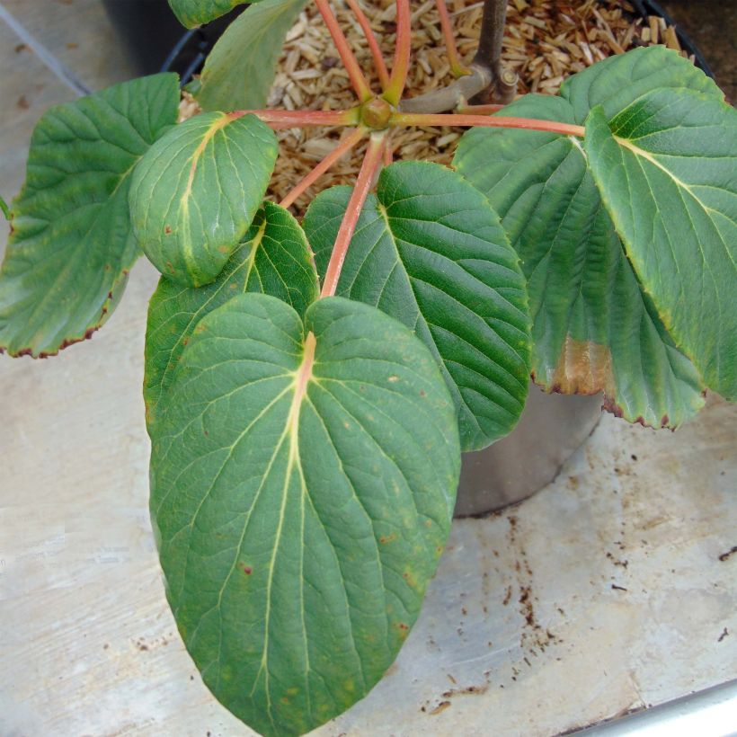 Davidia involucrata Sonoma - Taschentuchbaum (Foliage)