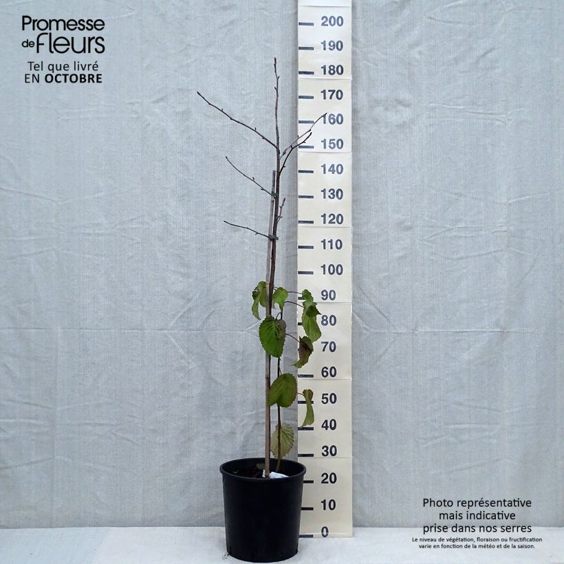 Example of Davidia involucrata var. vilmoriniana - Taschentuchbaum Topf mit 18L/20L as you get in automne