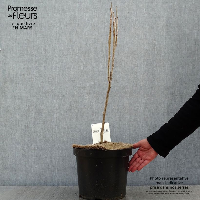 Exemplar von Decaisnea fargesii - Blauschotenbaum Topf mit 7,5L/10L wie im Winter geliefert