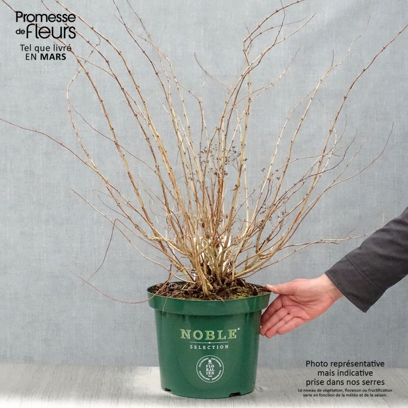 Exemplar von Decaisnea fargesii - Blauschotenbaum Topf mit 7,5L/10L wie im Frühjahr geliefert