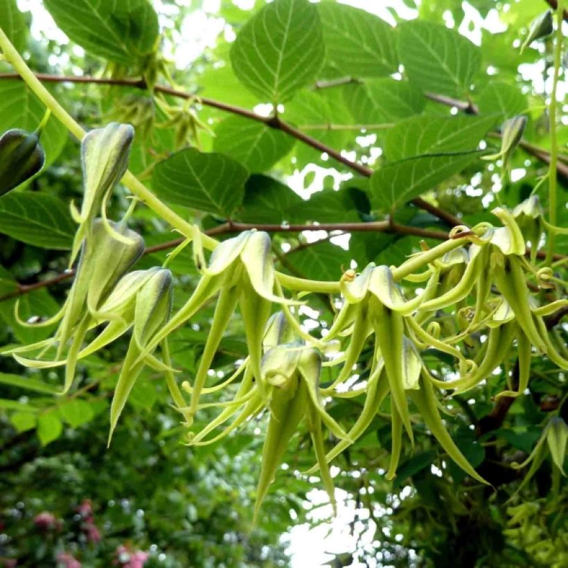 Decaisnea fargesii - Blauschotenbaum (Flowering)