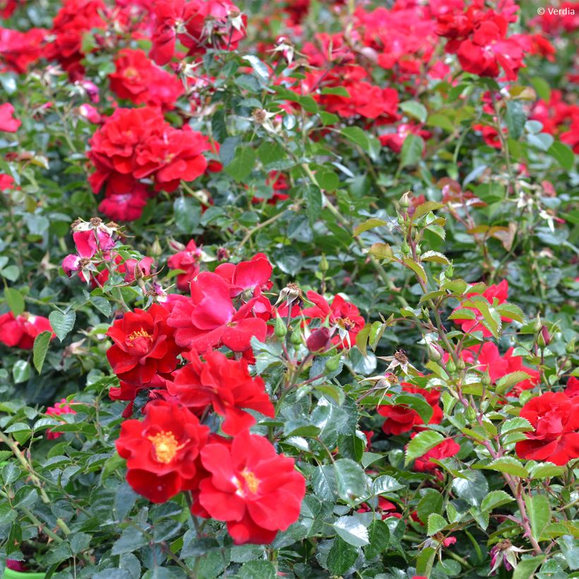 Rosa New Vesuvia - Bodendecker-Rose (Plant habit)
