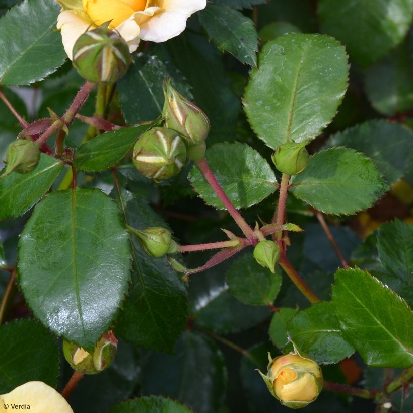 Rosa Soleya - Bodendecker-Rose (Foliage)