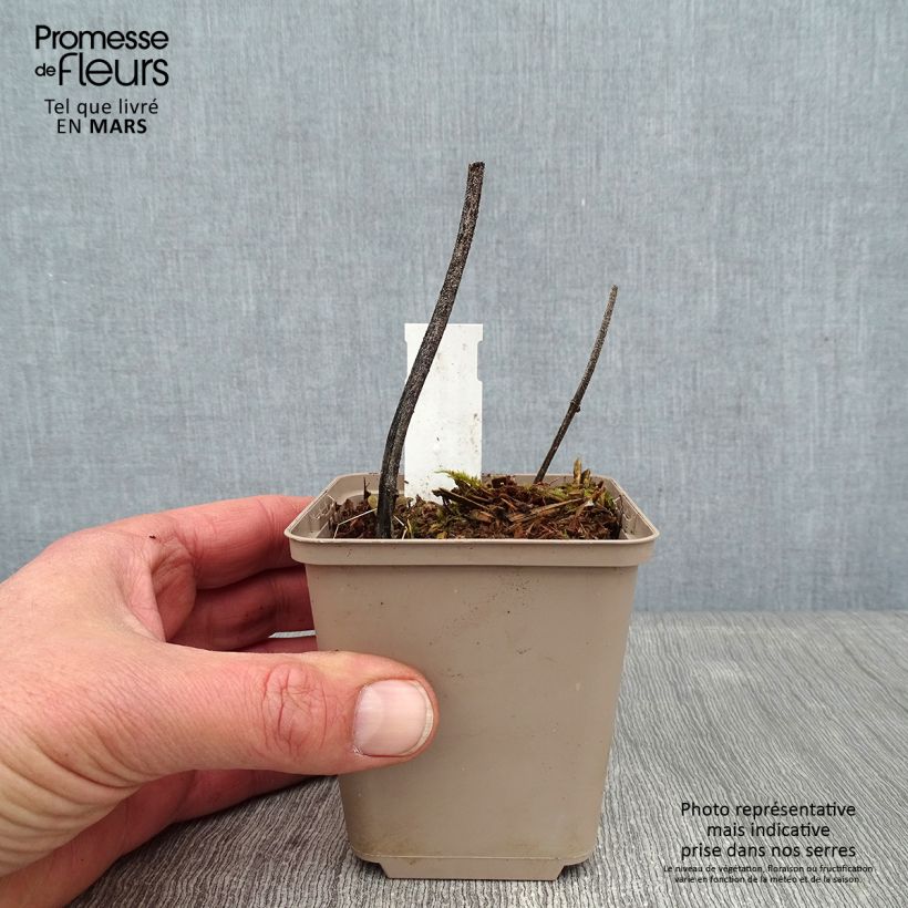 Exemplar von Deinanthe Blue Wonder - Scheinhortensie Kleine Töpfe von 8/9 cm wie im Winter geliefert