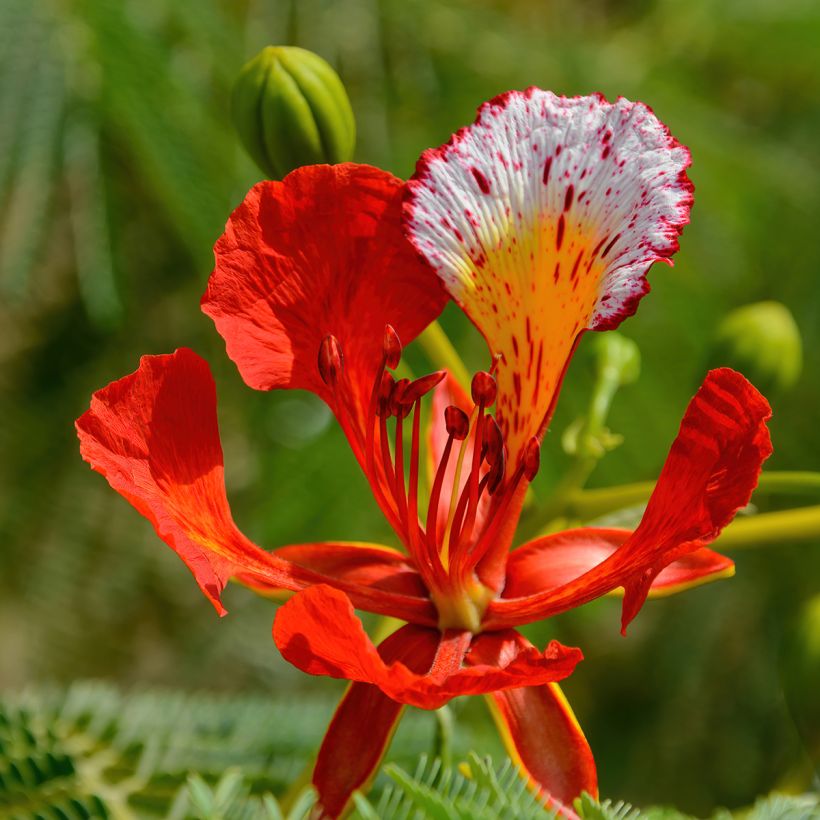 Delonix regia - Flammenbaum (Flowering)