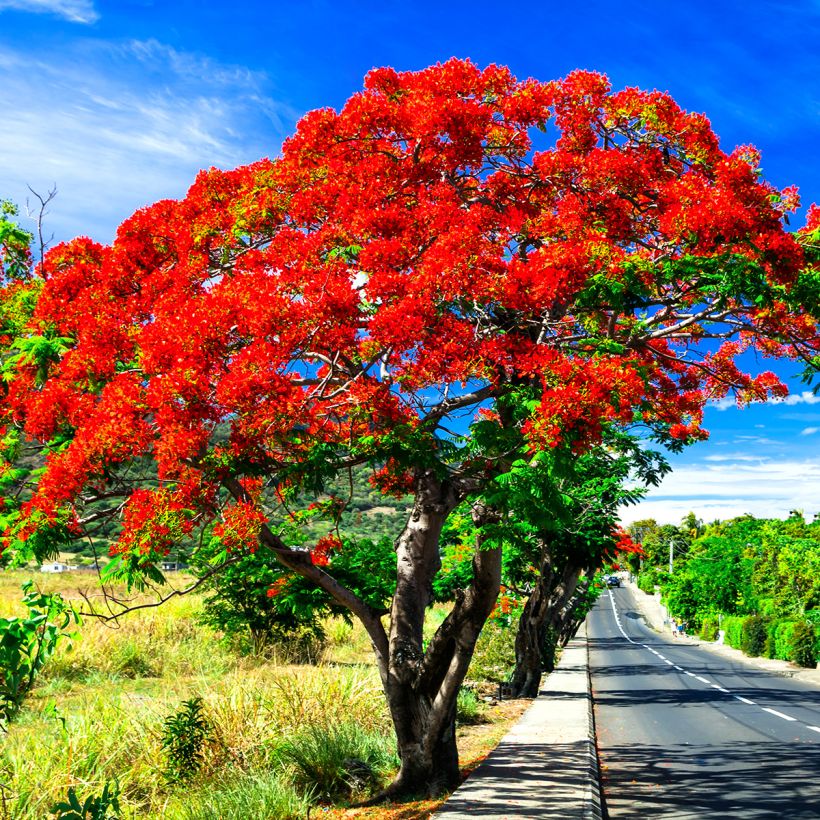 Delonix regia - Flammenbaum (Plant habit)