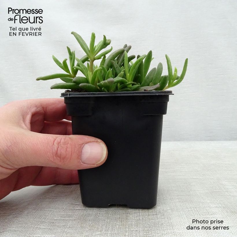 Exemplar von Delosperma Wheels of Wonder White Kleine Töpfe von 7/8 cm wie im Winter geliefert