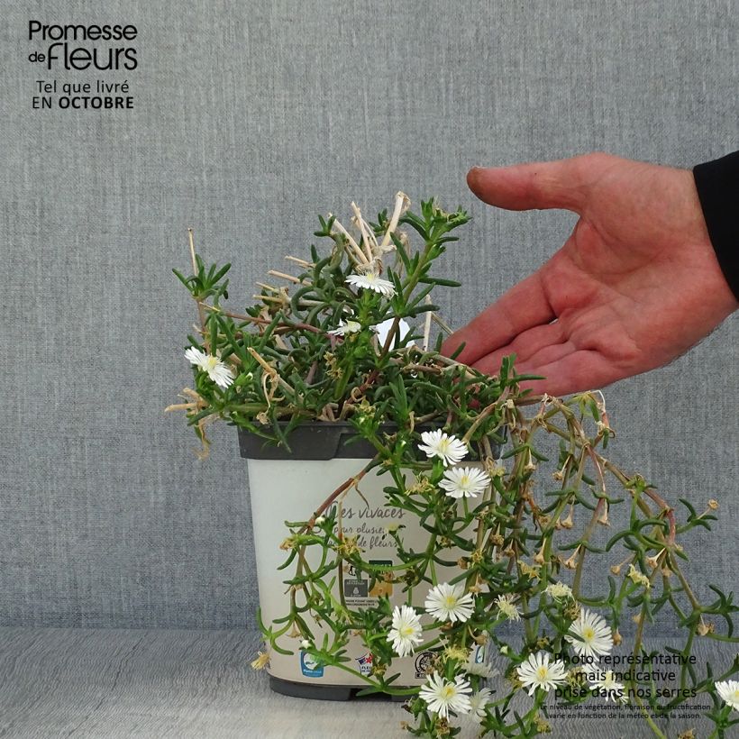 Example of Delosperma Wheels of Wonder White Topf mit 2L/3L as you get in automne
