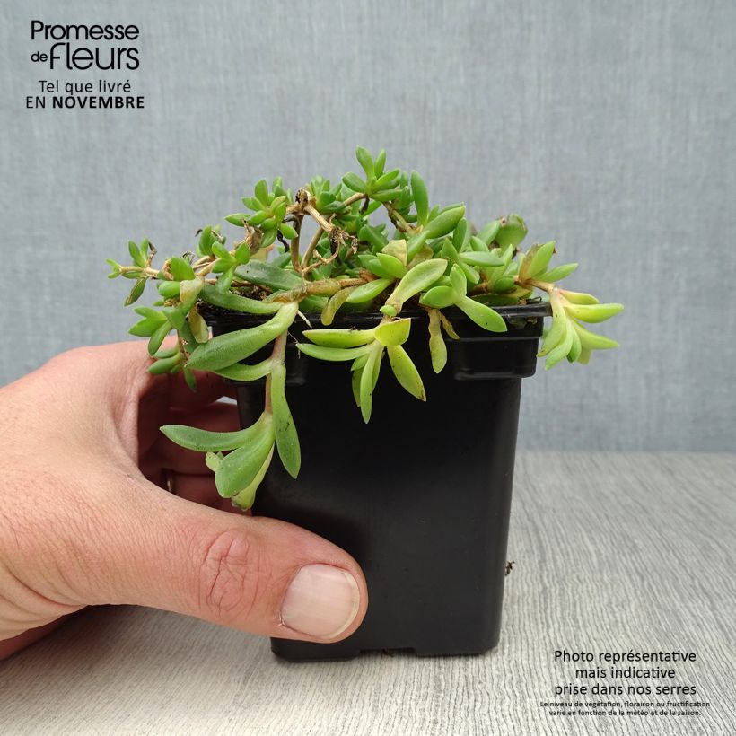 Example of Delosperma cooperi Kleine Töpfe von 7/8 cm as you get in automne
