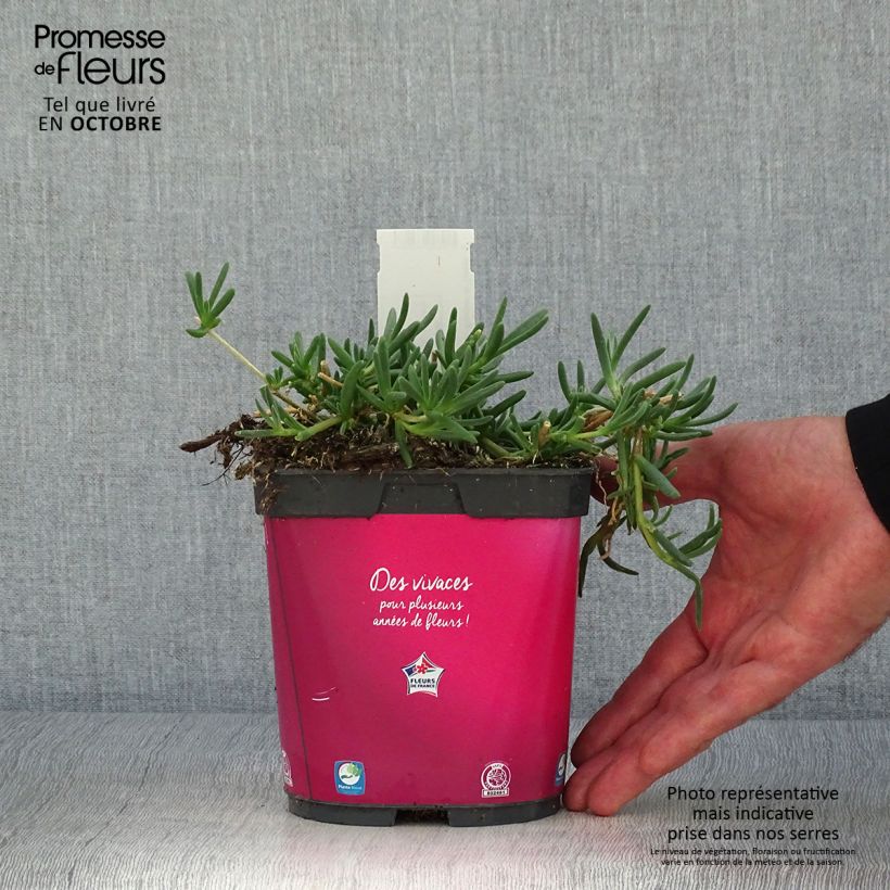 Example of Delosperma cooperi Topf mit 2L/3L as you get in automne