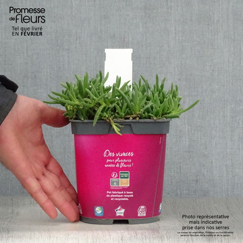 Exemplar von Delosperma cooperi Topf mit 2L/3L wie im Winter geliefert