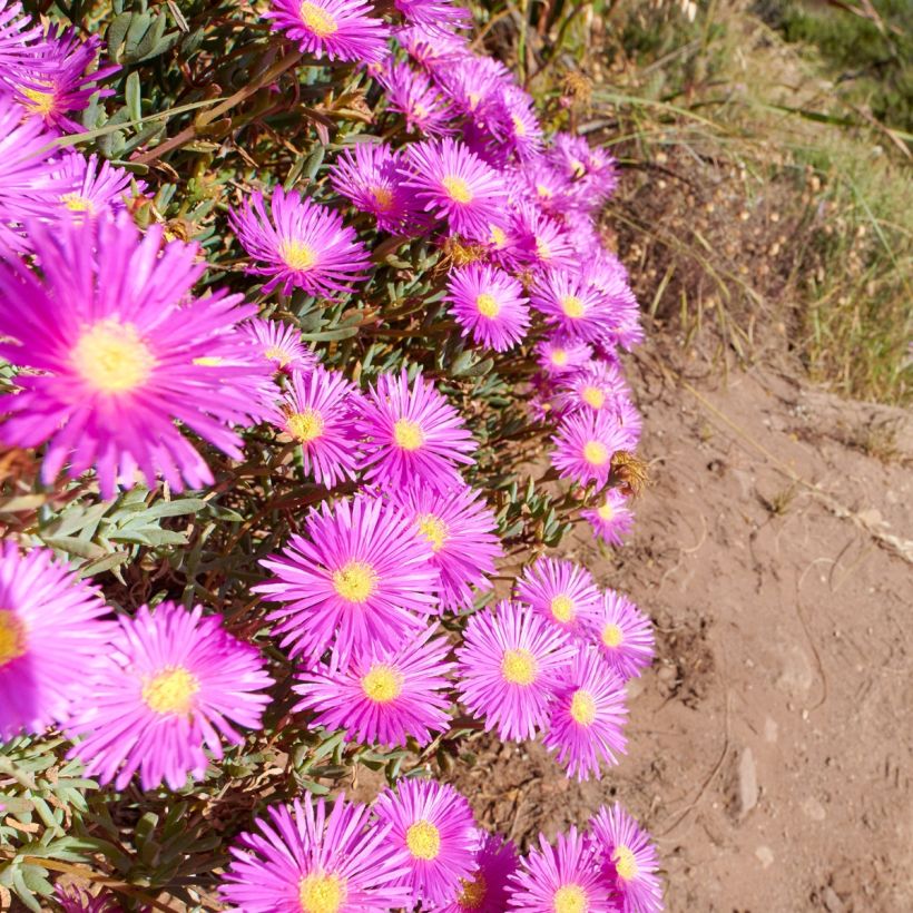 Delosperma cooperi Table Mountain (pillierte Samen) (Blüte)