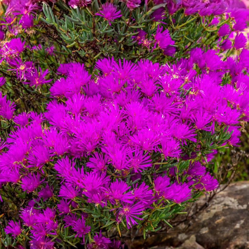 Delosperma cooperi Table Mountain (pillierte Samen) (Wuchs)