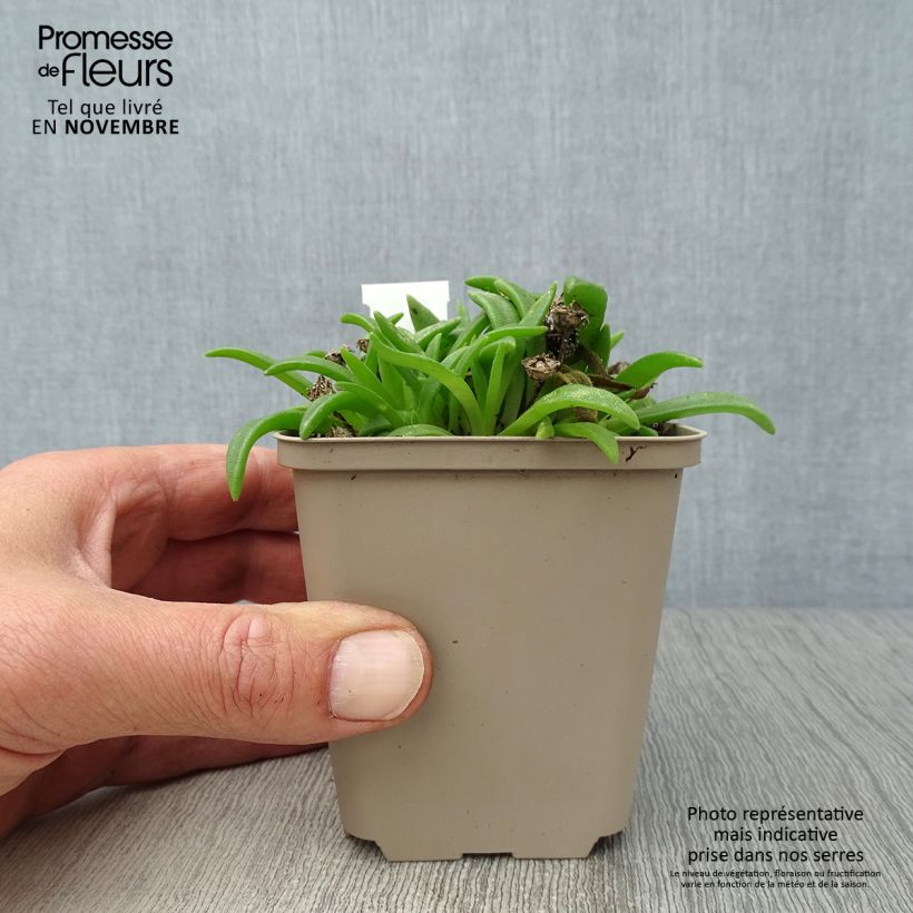 Example of Delosperma sutherlandii Kleine Töpfe von 8/9 cm as you get in automne