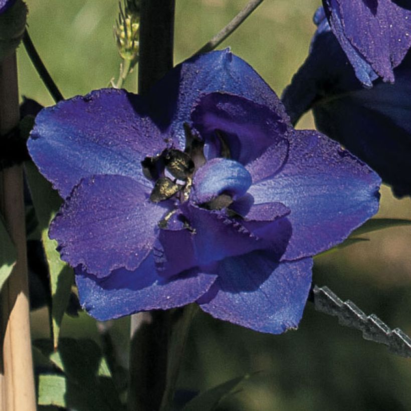Pacific-Rittersporn Black Knight - Delphinium (Flowering)
