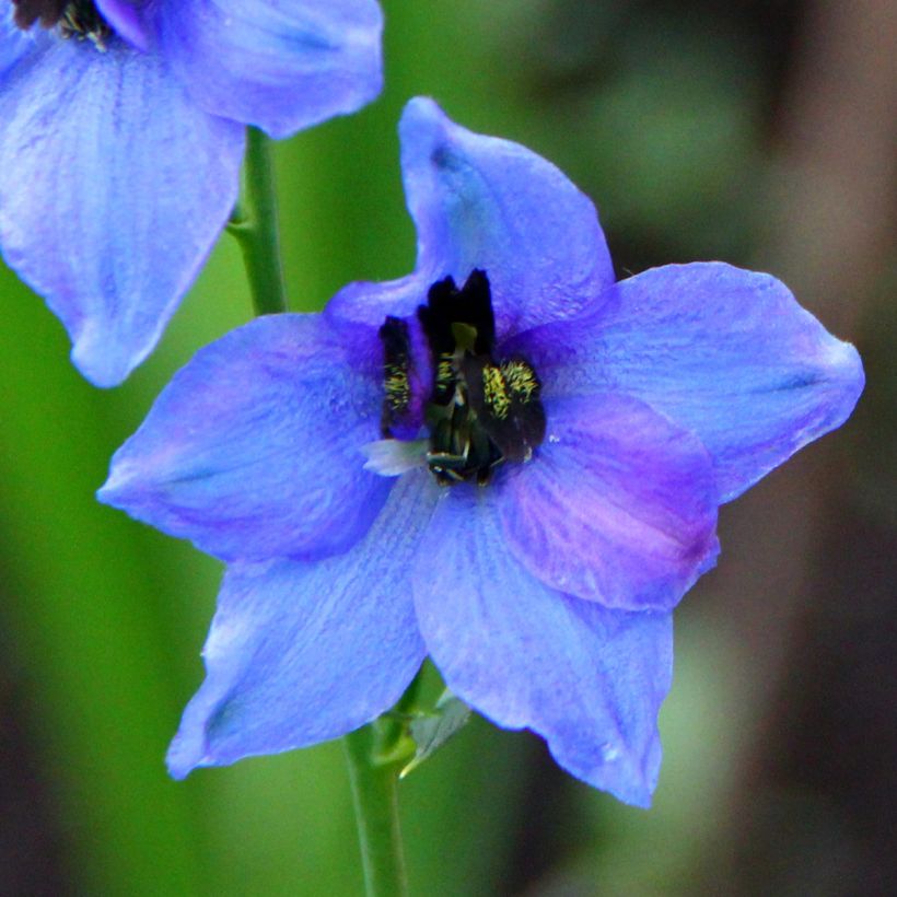 Pacific-Rittersporn Blauwal - Delphinium (Flowering)