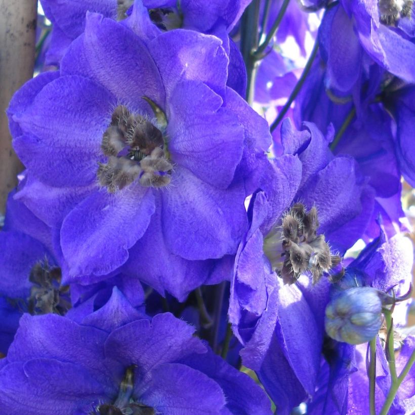 Pacific-Rittersporn Blue Jay - Delphinium (Flowering)