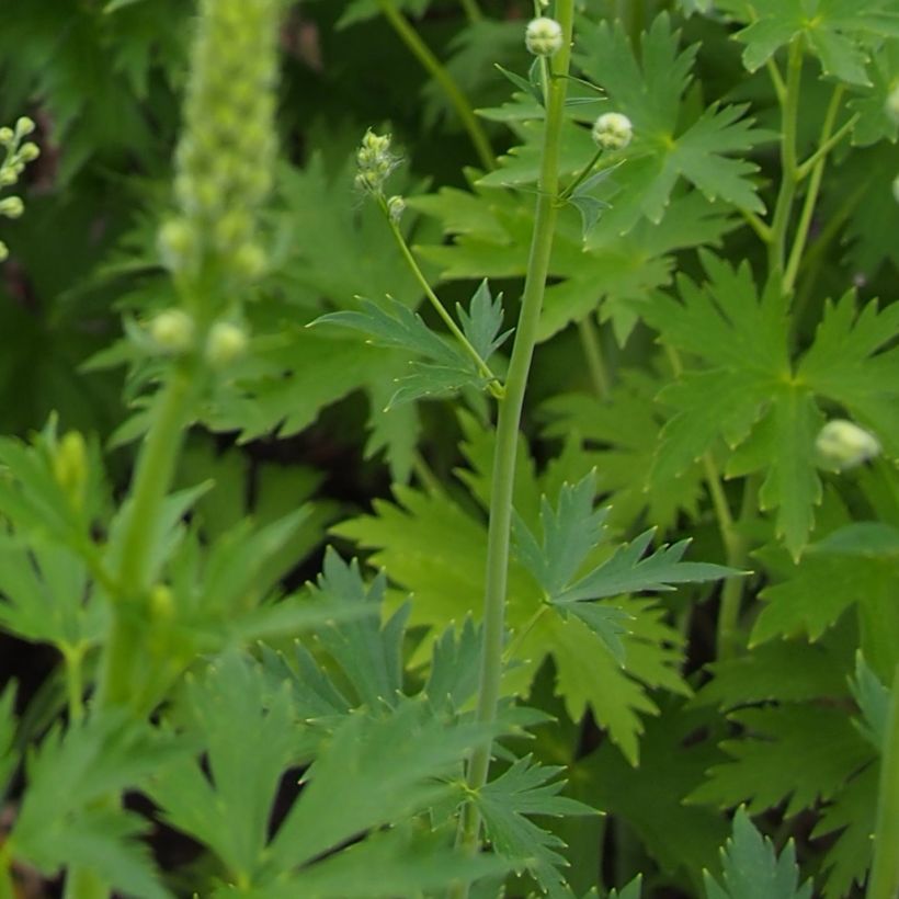 Pacific-Rittersporn Blue Jay - Delphinium (Foliage)