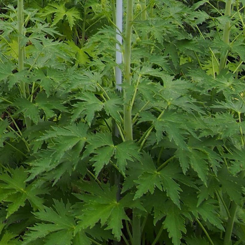 Pacific-Rittersporn Blue Lace - Delphinium (Foliage)