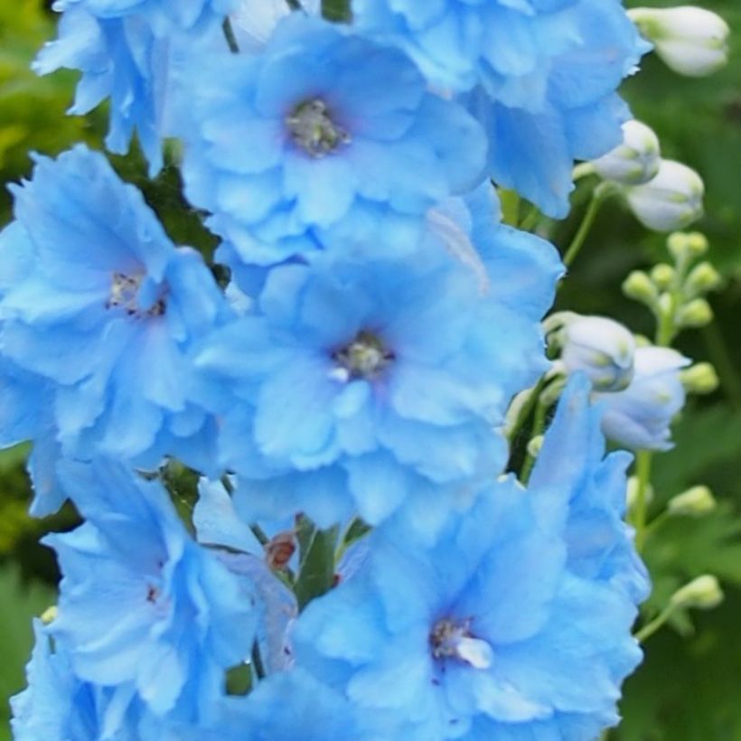 Pacific-Rittersporn Blue Lace - Delphinium (Flowering)