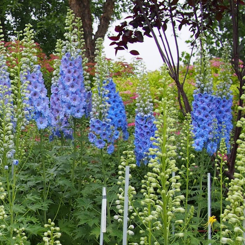 Pacific-Rittersporn Blue Lace - Delphinium (Plant habit)