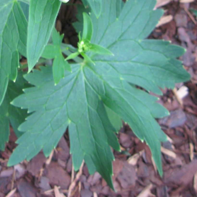 Pacific-Rittersporn Blue Triumphator - Delphinium (Foliage)